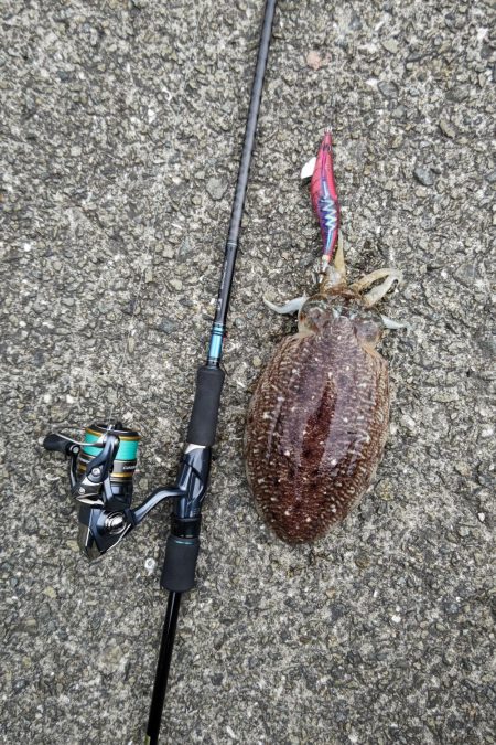 コウイカエギング