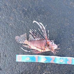 本年初釣行三宅島、地磯大荒れ湯の浜港へ場所移動。