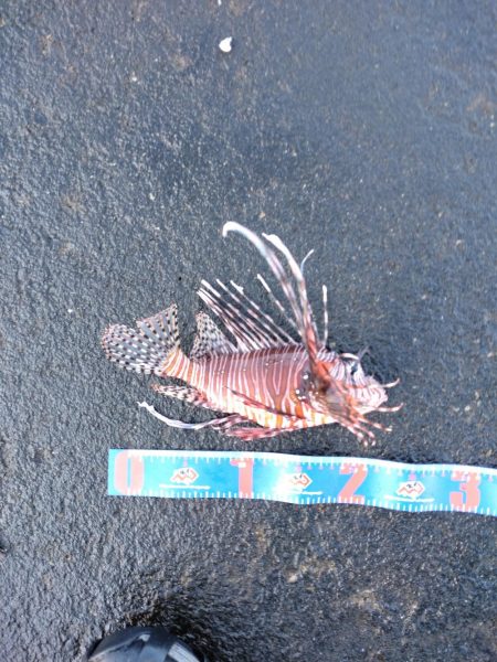 本年初釣行三宅島、地磯大荒れ湯の浜港へ場所…