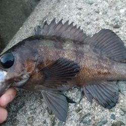 メバルを釣りたくて