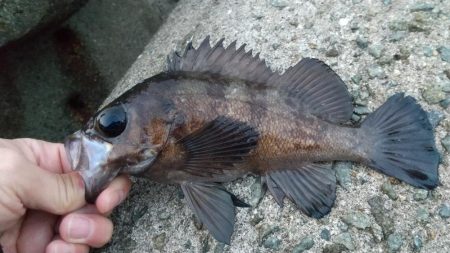 メバルを釣りたくて