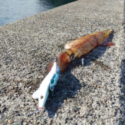 今日もヤリイカ