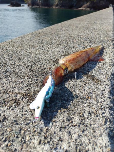 今日もヤリイカ