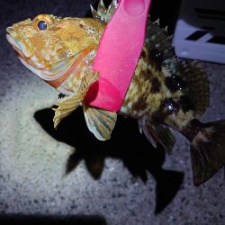 明石二見メバリング