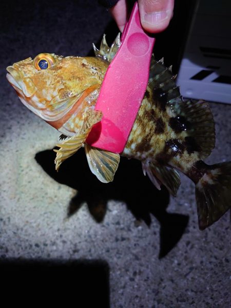 明石二見メバリング