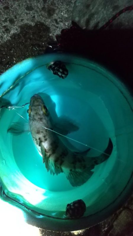 今期初メバル♪