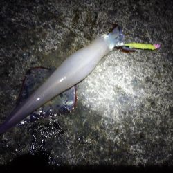 ヤリイカエギング