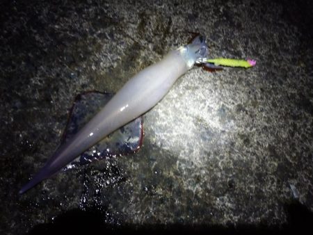 ヤリイカエギング