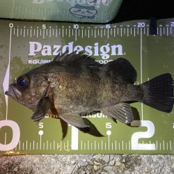 やっぱり渋いメバリング