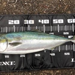 朝まずめ終わりのメジロ