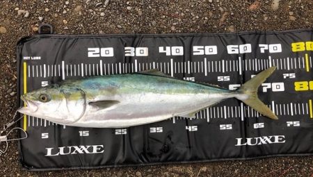 朝まずめ終わりのメジロ