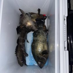 今日もメバリング