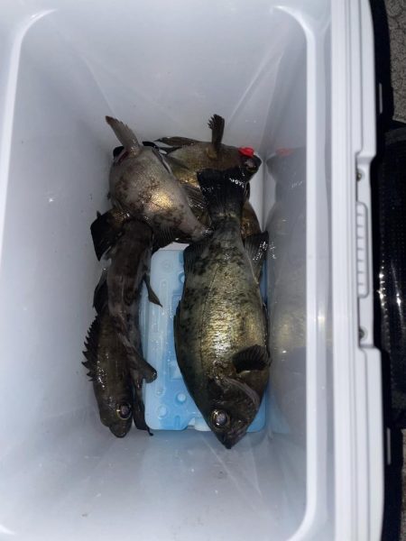 今日もメバリング