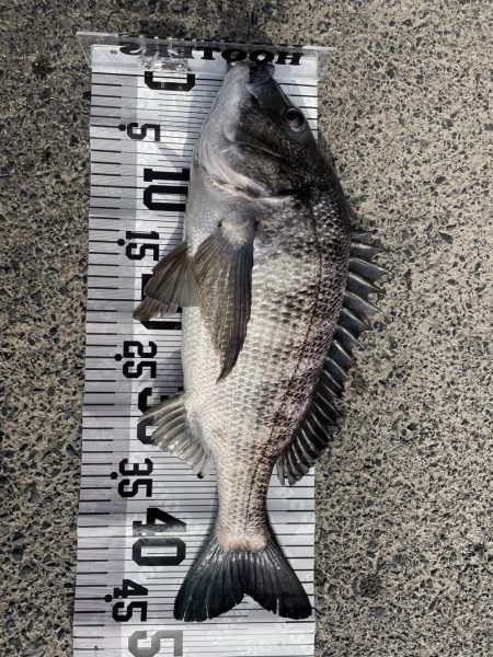 イチノ兄弟（兄）釣果！