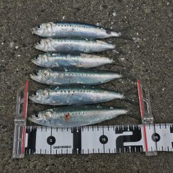 引き続きイワシ好調