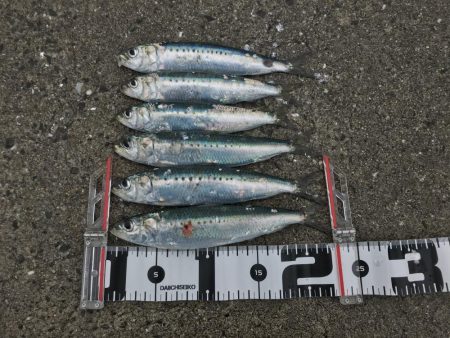 引き続きイワシ好調