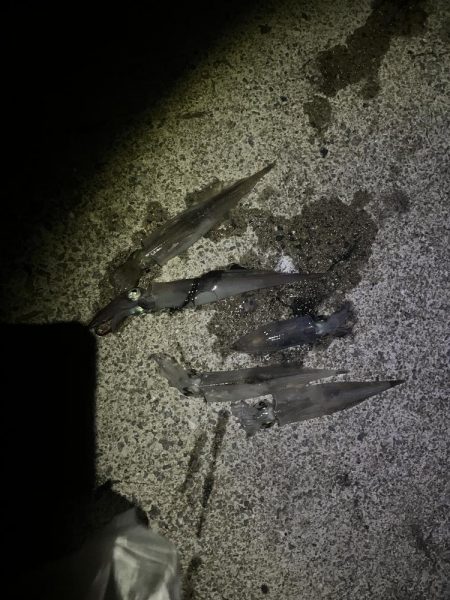 ヤリイカ釣り