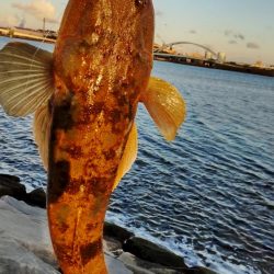 激渋の中、マゴチ
