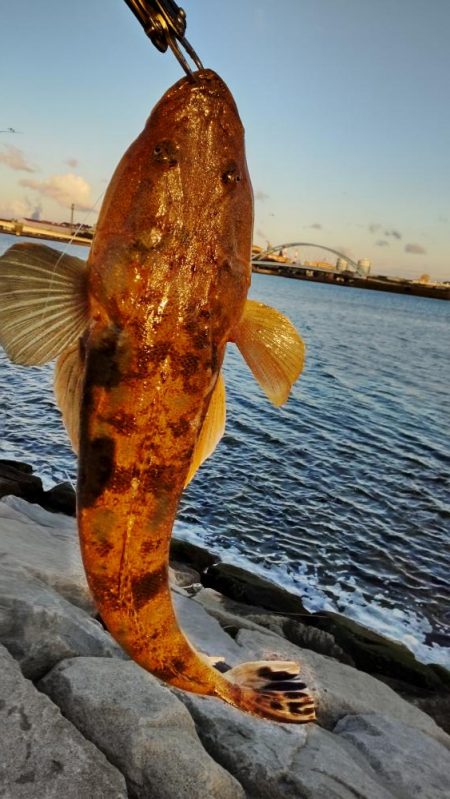 激渋の中、マゴチ
