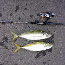 尺鯵狙いでライトワインド