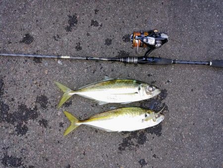 尺鯵狙いでライトワインド