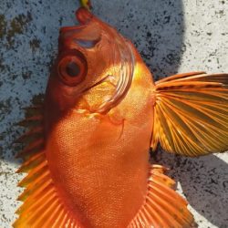 チカメキントキ高活性