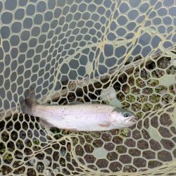 やっぱり渋かった!