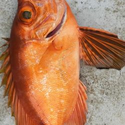 ネギネギ五目釣り