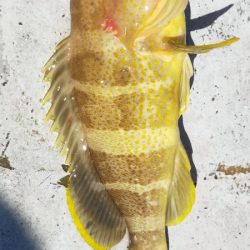 良型ウマイやつ