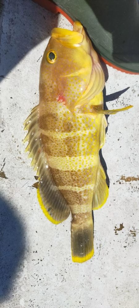 良型ウマイやつ