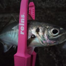 鱒レンジャーで良型アジ