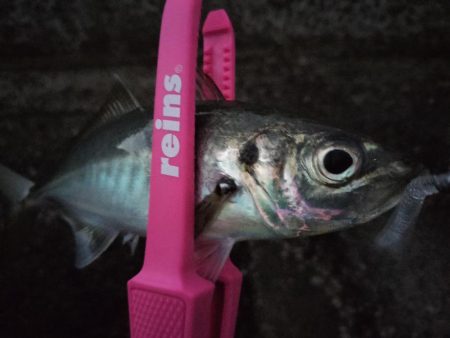 鱒レンジャーで良型アジ
