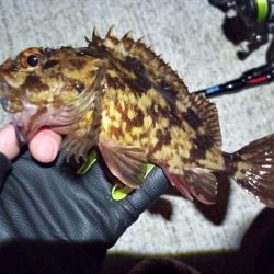 2023/01/31 南港ライトゲーム釣行