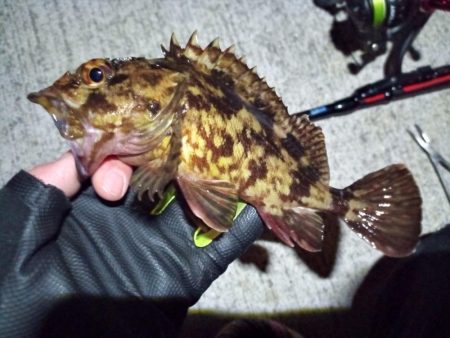 2023/01/31 南港ライトゲーム釣行…