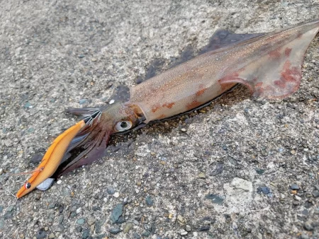 男のデイゲーム