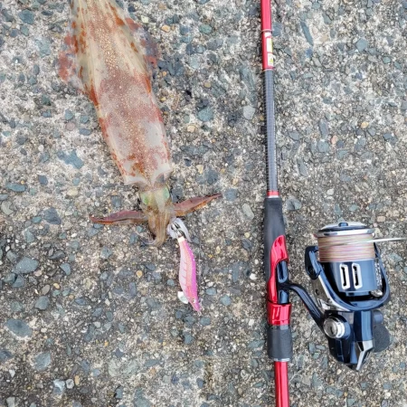 またまたデイゲーム