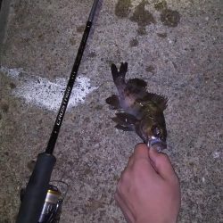 メバルが食べたかったのさ