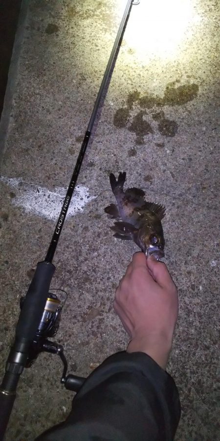 メバルが食べたかったのさ