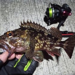 2023/02/03 南港ライトゲーム釣行