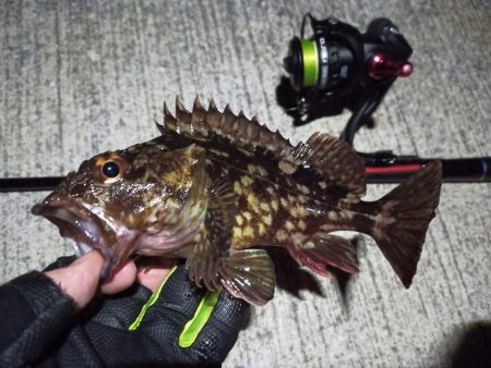 2023/02/03 南港ライトゲーム釣行