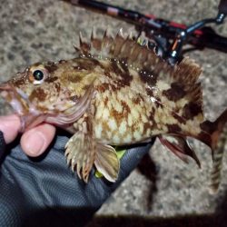 2023/02/04 南港ライトゲーム釣行