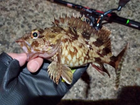 2023/02/04 南港ライトゲーム釣行