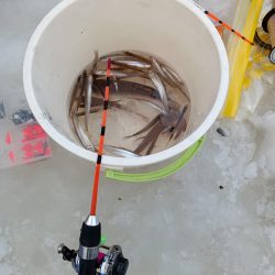 茨戸川付近でのワカサギ釣り！！