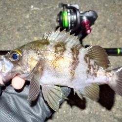 2023/02/05 南港ライトゲーム釣行