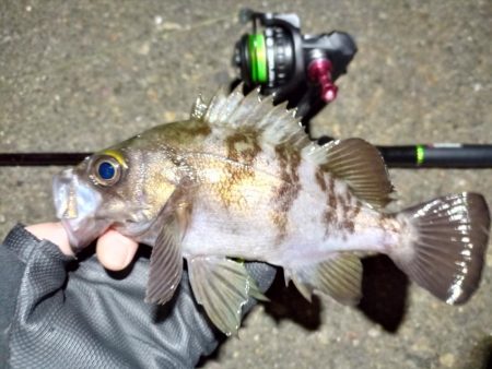 2023/02/05 南港ライトゲーム釣行