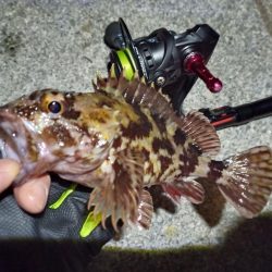 2023/02/07 南港ライトゲーム釣行