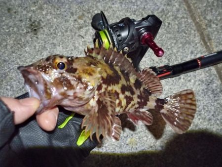 2023/02/07 南港ライトゲーム釣行