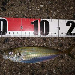 アジがいました少しだけ