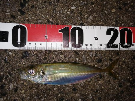 アジがいました少しだけ