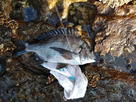 フカセ‥最高ですネ・・風強・・